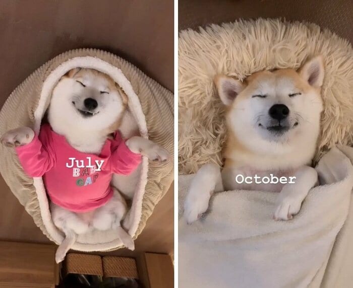 7月と10月のなずなちゃん