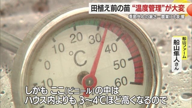 ハウス内が高温になり暑すぎると、苗が「焼け」田植えに使えない
