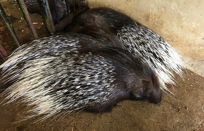 くっついているヤマアラシたち(提供:東武動物公園)