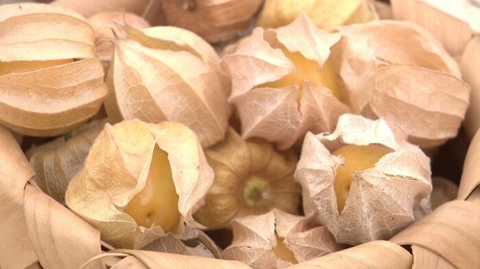 たじゅうろう農園が全生産量の約8割を栽培している上小阿仁村特産「食用ホオズキ」