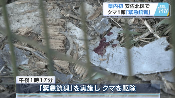 緊急銃猟でクマを駆除