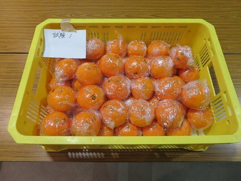 みかんの“共腐れ防止”に期待！柑橘包装用の新フィルムを愛媛県が共同開発…今後の展望を聞いた｜FNNプライムオンライン