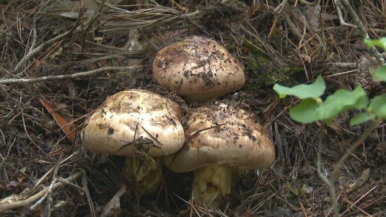 小学生が「マツタケ」の収穫体験　11月の給食で茶わん蒸しに　長野・南相木村｜FNNプライムオンライン
