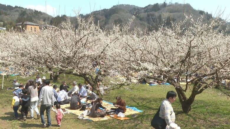 花見の季節到来　梅園が無料開放　「外で食べるとおいしい」手ぶらでOKのジンギスカン、梅の種飛ばしも　満開の桜の下、高校生が抹茶たて、琴を演奏　各地でお花見イベント｜FNNプライムオンライン