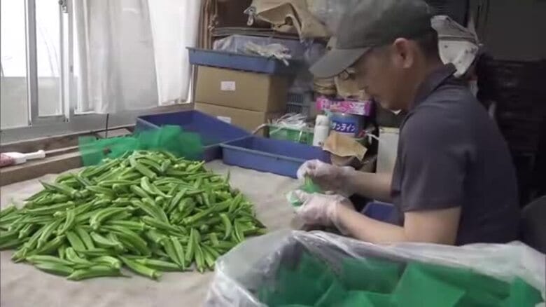 串間市市木地区　特産のオクラの収穫始まる｜FNNプライムオンライン