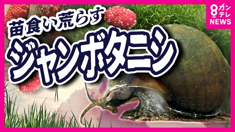 「ここまでひどいとは」田植え直後の稲を食い荒らす『ジャンボタニシ』食用に輸入され野生化　ピンクの卵見つけたら触らず水の中に落として｜FNNプライムオンライン
