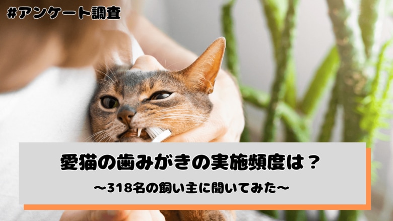 愛猫の歯みがき、実施頻度は「月1～3回程度」「ほとんど行っていない」が計54.1% --"嫌がる"が81.2%で最大の壁に（猫の飼い主318名へのアンケート調査）