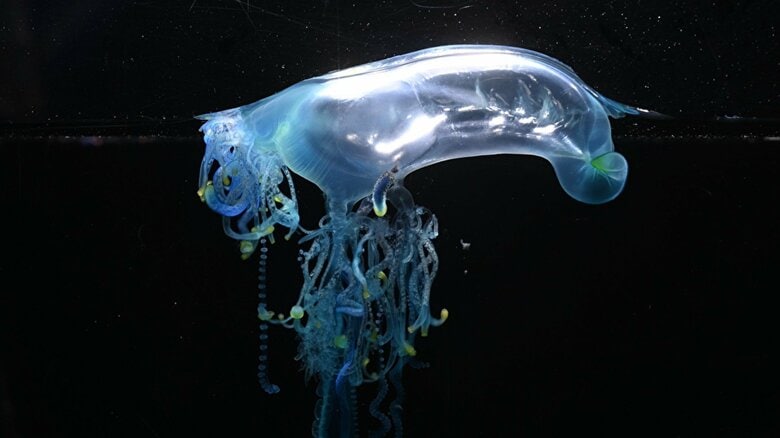 砂浜に打ち上がった「カツオノエボシ」は死んでいても危険！電流が走るような“毒針”の痛みから身を守る方法｜FNNプライムオンライン