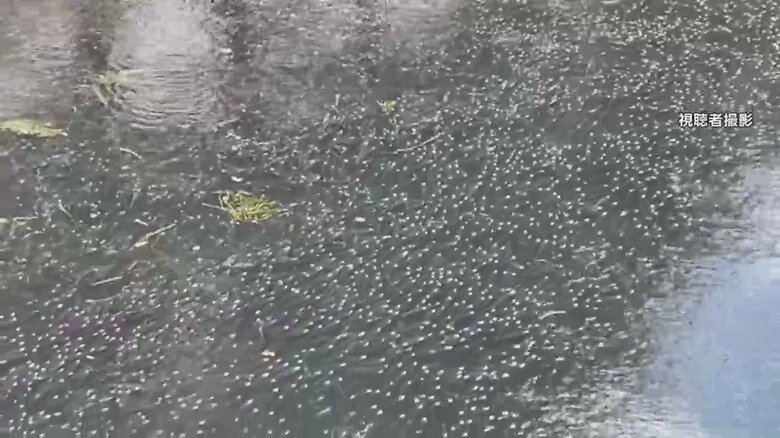 【なぜ】川にできた無数の斑点は…魚！愛知と三重で大量発生　撮影者も驚き｜FNNプライムオンライン