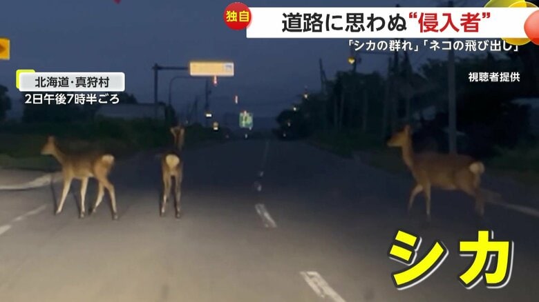 【独自】「そっちかーい」道路に思わぬ“侵入者”…車のパッシングにも動じない鹿の群れ　車道に次々飛び出してくる猫｜FNNプライムオンライン