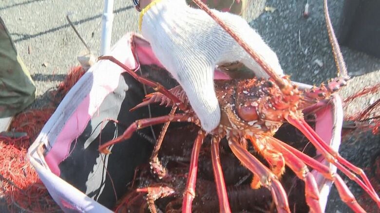 約40匹が網にかかる…三重県沿岸の“伊勢エビ漁“”が解禁 尾鷲市の漁港でも初の水揚げ まずまずの出足に｜FNNプライムオンライン