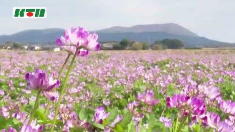 青空の下に広がる濃い赤紫色のじゅうたん　田園地帯でレンゲソウが見頃　各地で春の光景｜FNNプライムオンライン