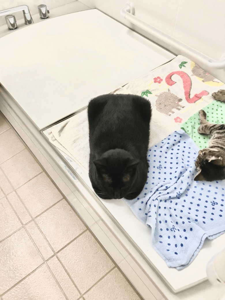 明度を上げてみると、ヒゲまで確認できる