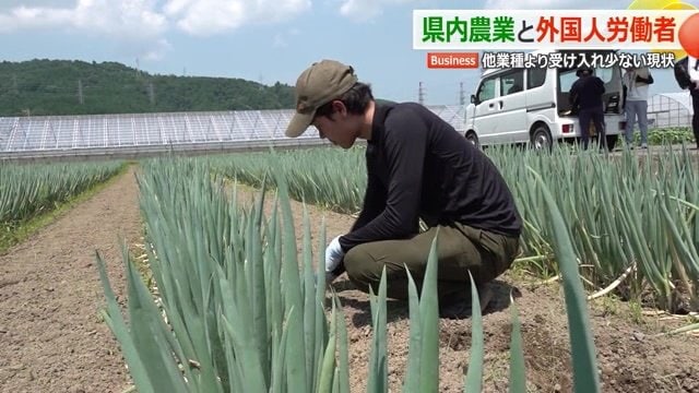 福井市の小西農園で働く特定技能1号のロヒマットさん