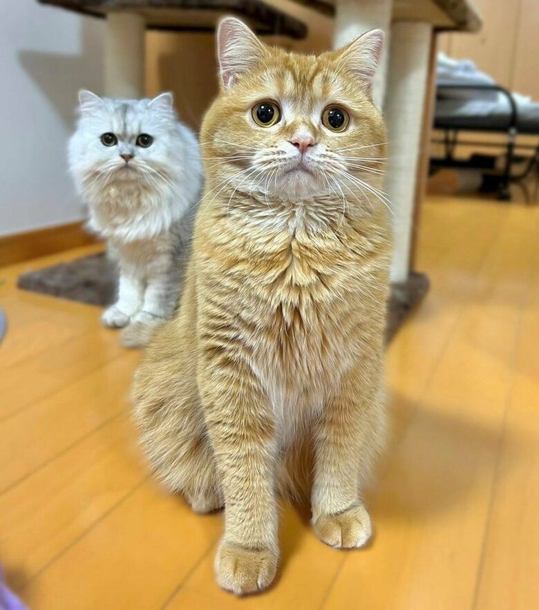 こまるくん　後ろには妹猫のもこちゃん
