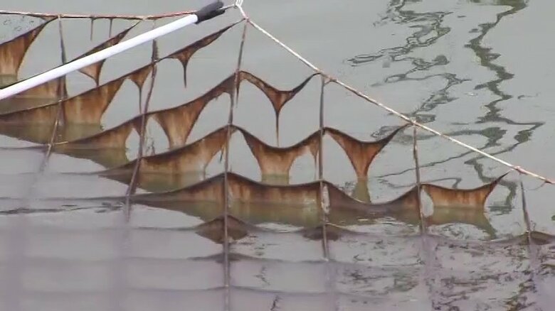 “黄色”に見えるほどのノリの“色落ち”