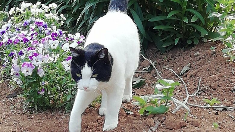 飼い主さんが畑仕事をしていると後ろに来ることも