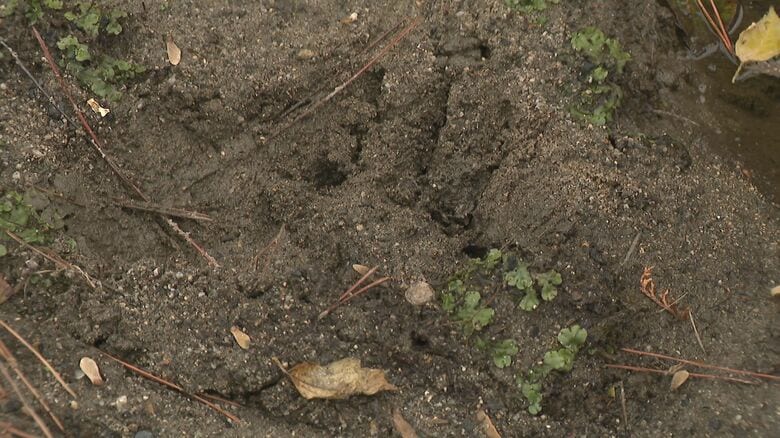 クマの足跡も…