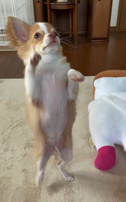 提供：ふくのすけさん