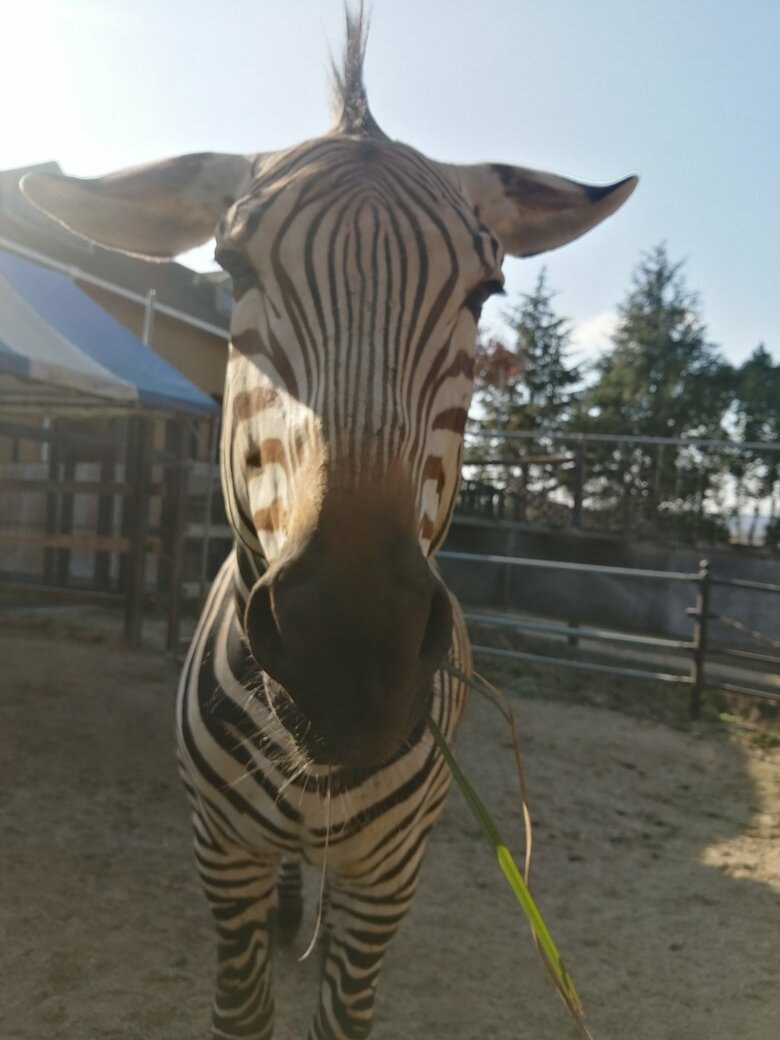 ヒコーキ耳のエイタくん（提供：福山市立動物園）
