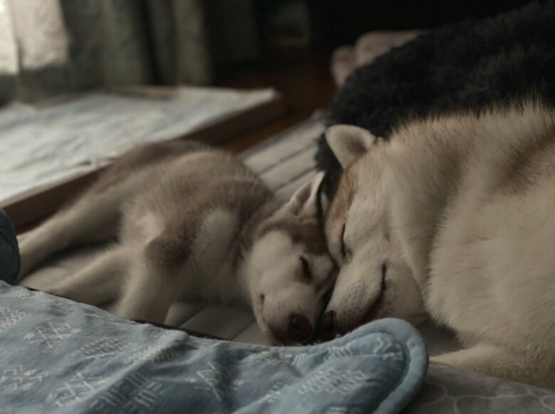 提供：ココとイチのままちゃん