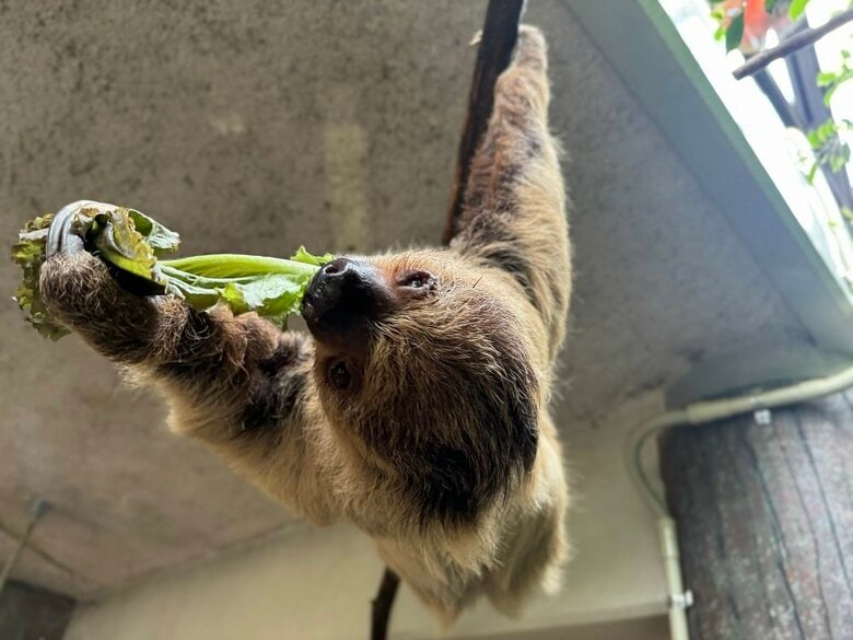 うつ伏せで水分補給が多いという他の個体（画像はアジェンダくん）もエサはあおむけのまま（提供：神戸市立王子動物園）