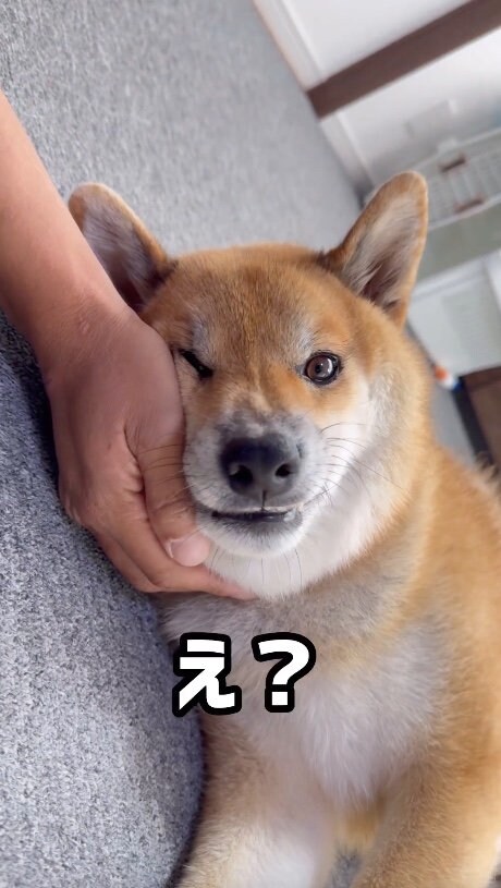 提供：柴犬ぽてとさん