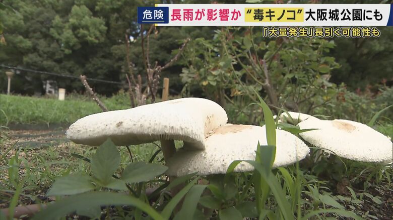 大阪でも毒キノコ
