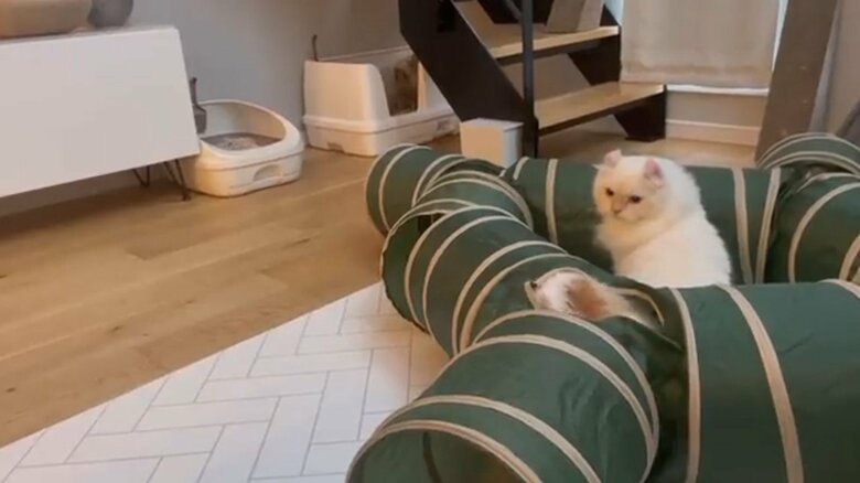キャットトンネルに入って待ち伏せ