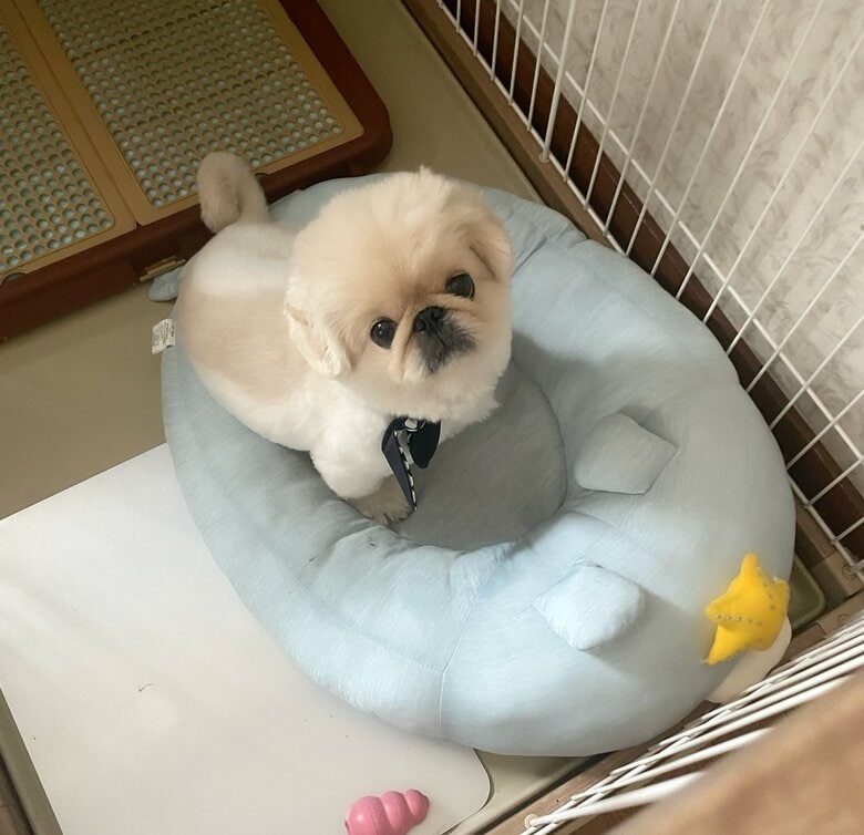 提供：てんてんの毎日さん