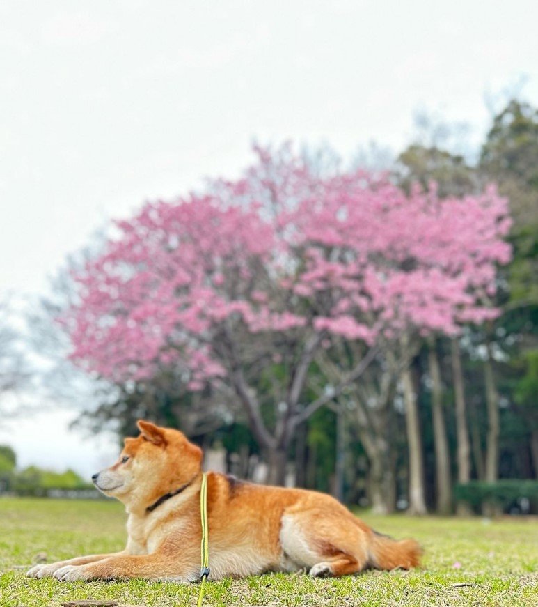 提供：Nerushibaさん