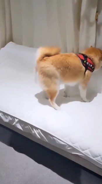 提供：natsumi.nnnさん