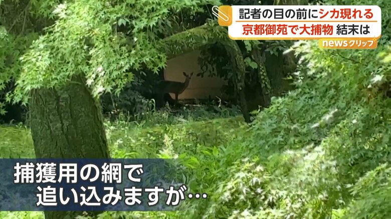 市の職員たちが捕獲用の網で追い込んだが、逃げてしまうシカ