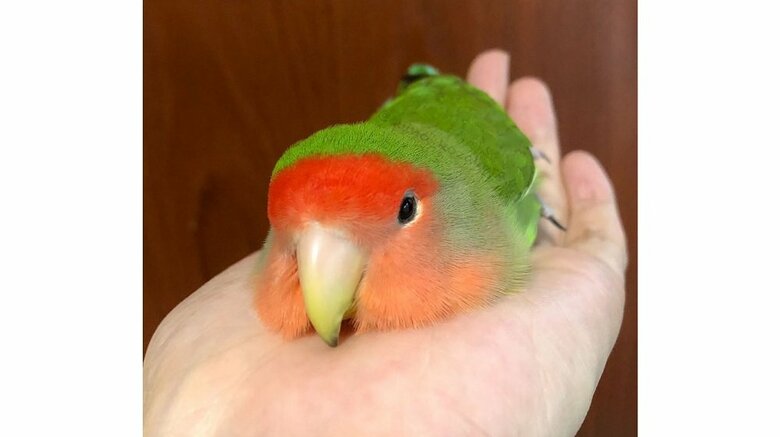 みりさんの左手の上が大好き