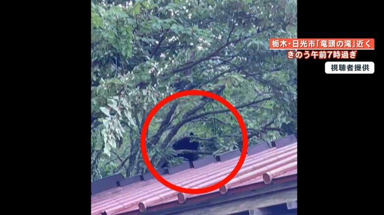 木の上にいるクマ