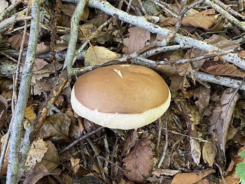 ホットケーキみたいなきのこ
