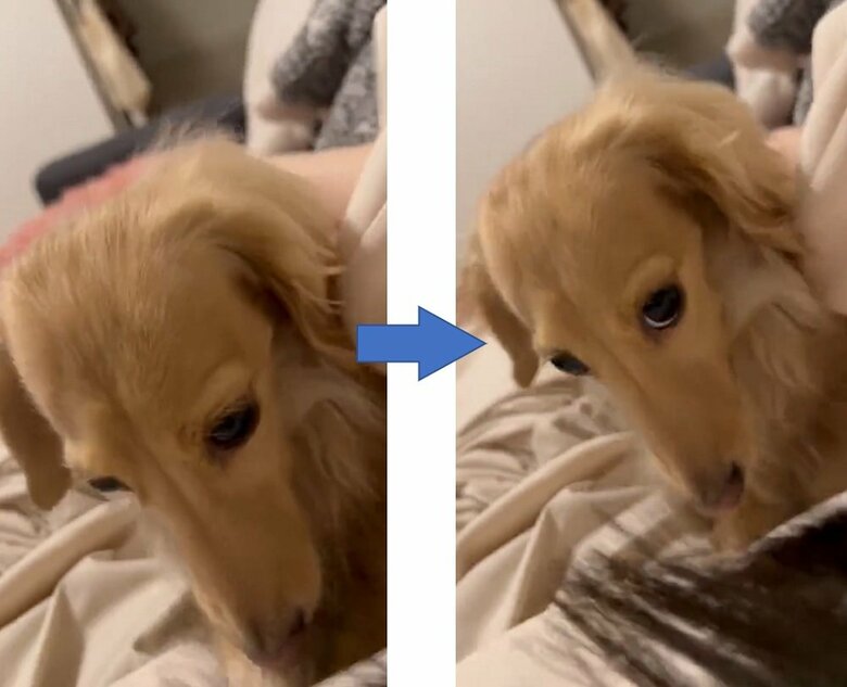 雷が怖くて飼い主さんにシャカシャカ（投稿動画とは別日の様子）