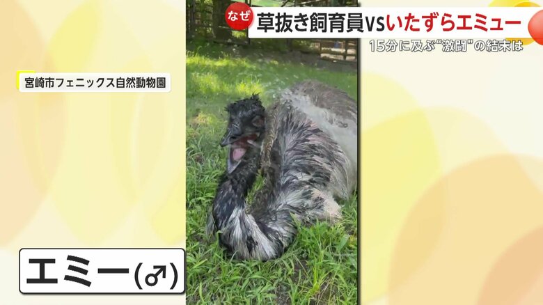 普段のエミーの姿