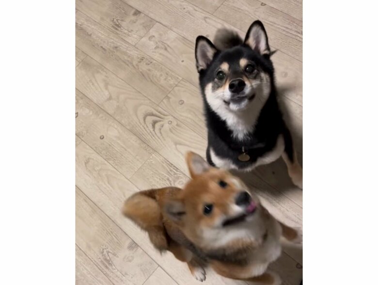 ジダンダコンビ（提供：まめふく&ゆめくりさん）