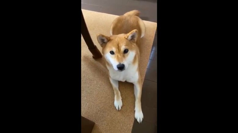 物欲しそうな顔でこちら見つめることも