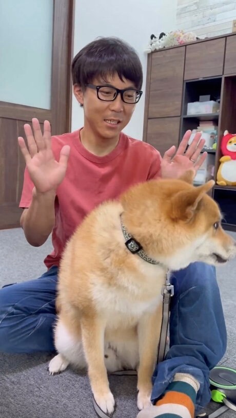 提供：柴犬ぽてとさん