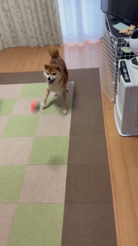 小さいボールで遊ぶ時は、楽しそう（提供：Nerushibaさん）