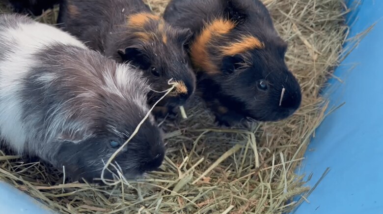 モルモットの仲間たち