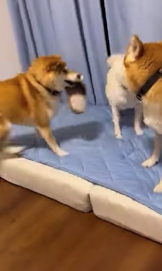 提供：柴犬ポポ(7)リブ(4)ラム(4)さん