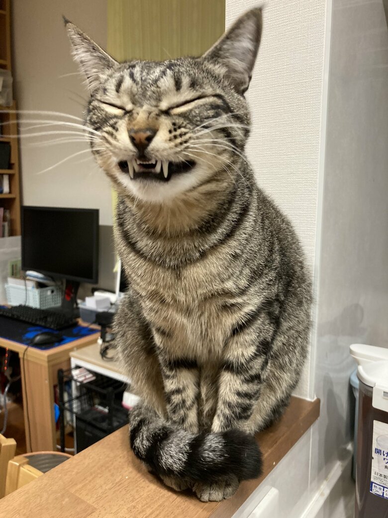 提供：かぎしっぽすず&つむぎさん