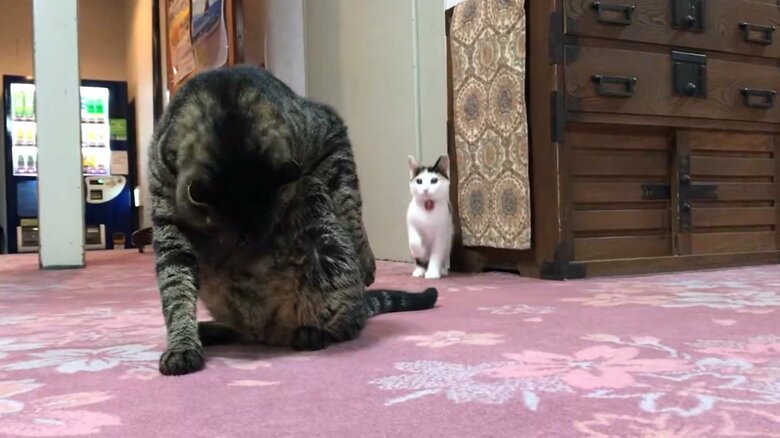 先輩猫にアタックするきなこちゃん（1）