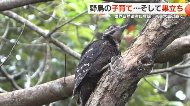 巣立ちしたひな鳥が近くの木にとまっている様子