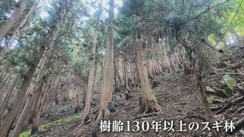 樹齢130年以上とされるスギ林も被害