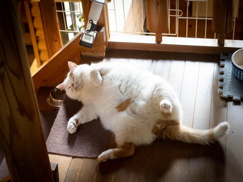 階段をふさぐかのようにごろり（提供：MARCOさん）