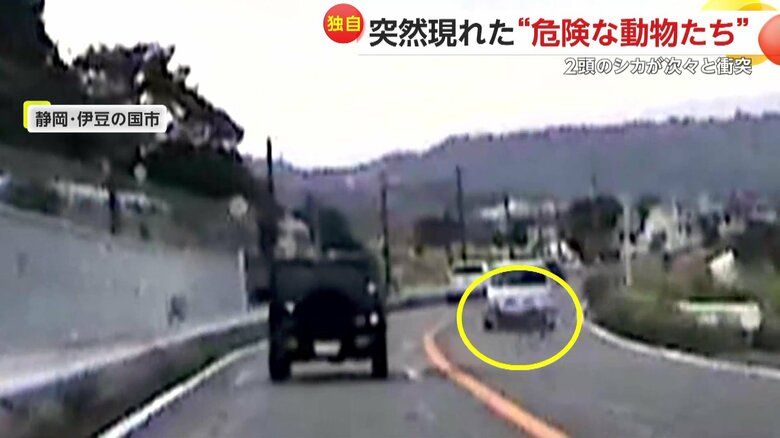 シカ2頭が次々と車にぶつかる瞬間（10日、静岡・伊豆の国市）③